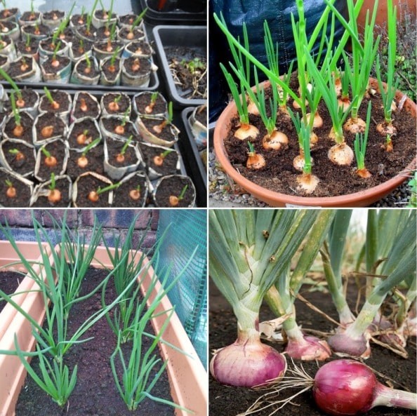 Growing Onion In Containers, Pots, Backyards