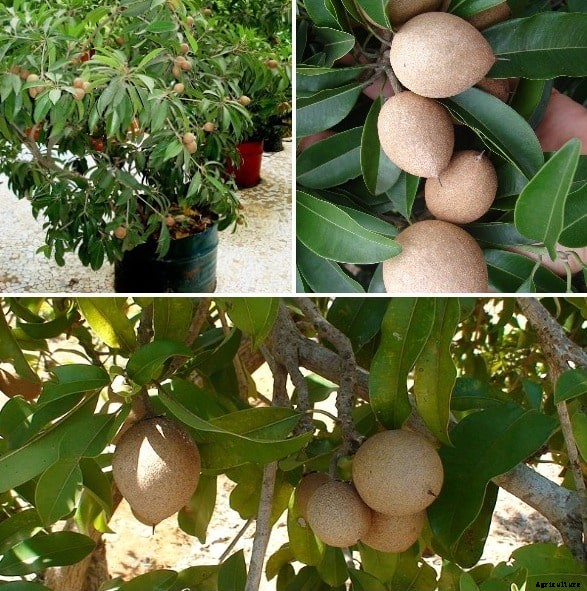 Growing Sapodilla In Containers (Chikoo), Backyards