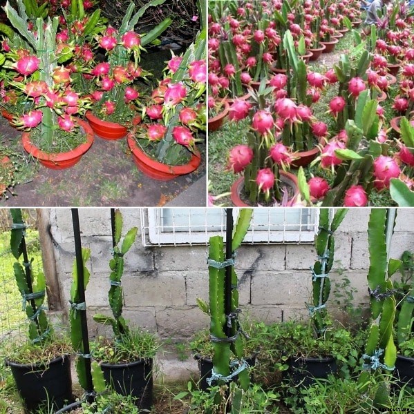 Growing Dragon Fruit In Pots, Containers, Backyards