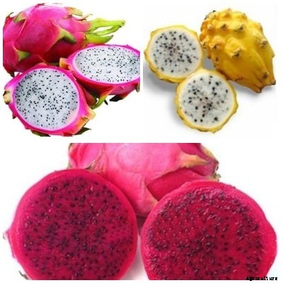 Growing Dragon Fruit In Pots, Containers, Backyards