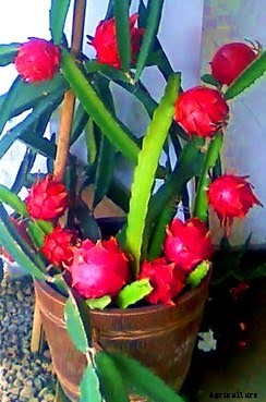 Growing Dragon Fruit In Pots, Containers, Backyards