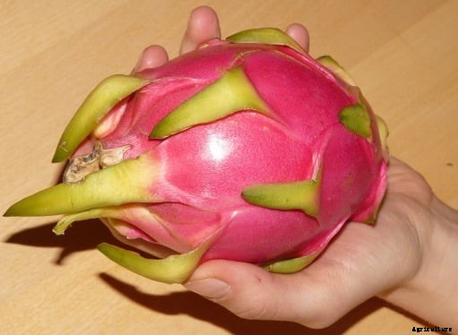 Growing Dragon Fruit In Pots, Containers, Backyards