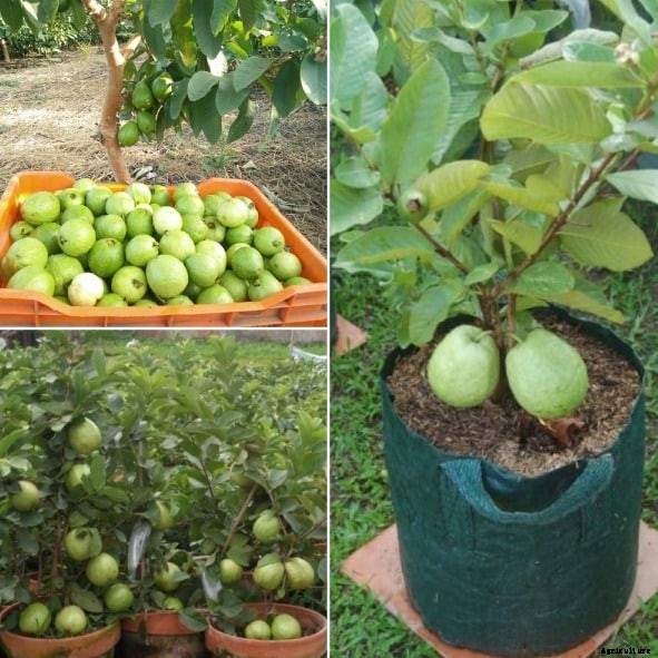 Growing Guava In Pots, Containers, Indoors