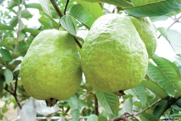 Growing Guava In Pots, Containers, Indoors