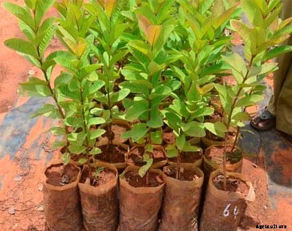 Growing Guava In Pots, Containers, Indoors