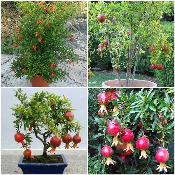 Growing Pomegranate in Containers, Pots, Backyards