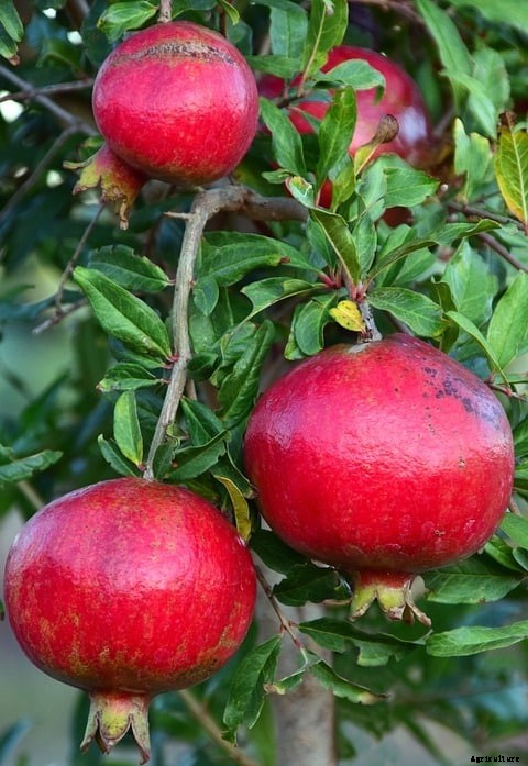 Growing Pomegranate in Containers, Pots, Backyards