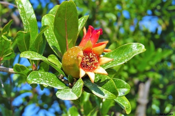 Growing Pomegranate in Containers, Pots, Backyards