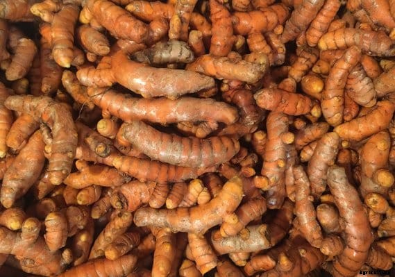 Growing Turmeric In Pots, Containers, Indoors