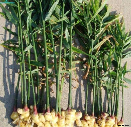 Ginger Farming Techniques In Container Gardening