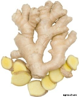 Ginger Farming Techniques In Container Gardening