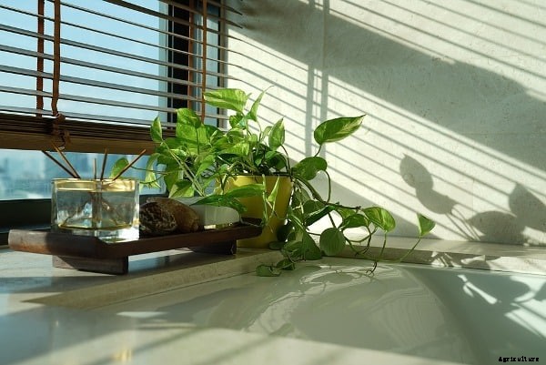 Growing Money Plant in Pots, Indoors, Balcony