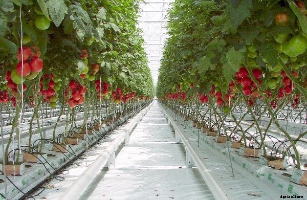 Polyhouse Subsidy, Cost, Profit, Project Report