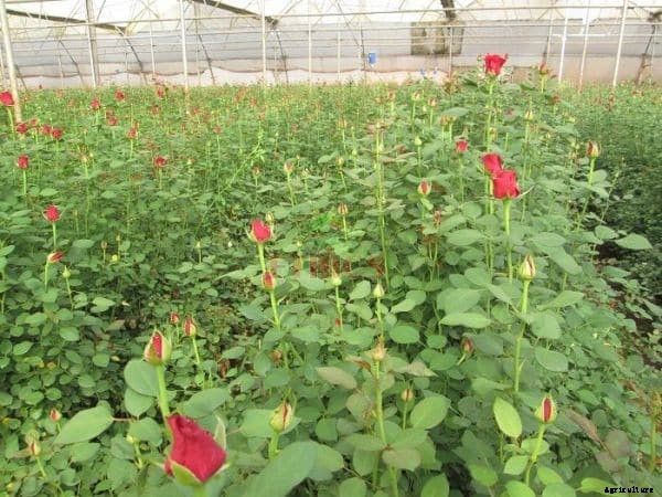 Polyhouse Subsidy, Cost, Profit, Project Report