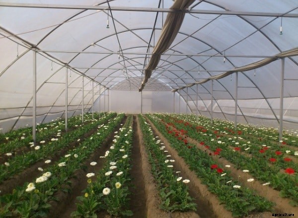 Polyhouse Subsidy, Cost, Profit, Project Report