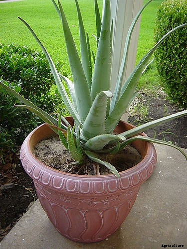 Growing Aloe Vera In Containers / Indoors / Backyard