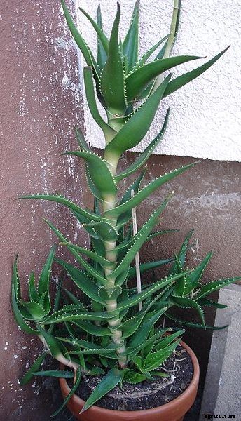 Growing Aloe Vera In Containers / Indoors / Backyard