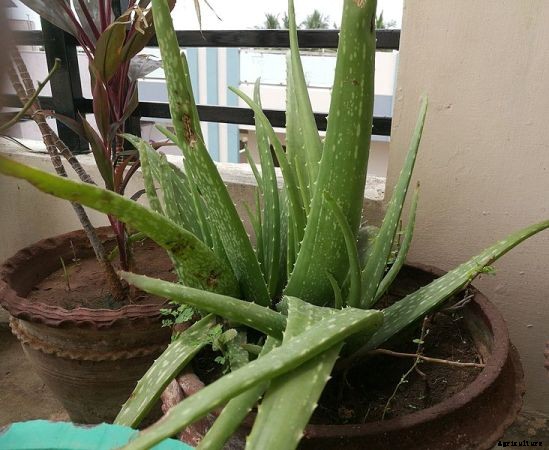 Growing Aloe Vera In Containers / Indoors / Backyard