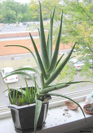 Growing Aloe Vera In Containers / Indoors / Backyard