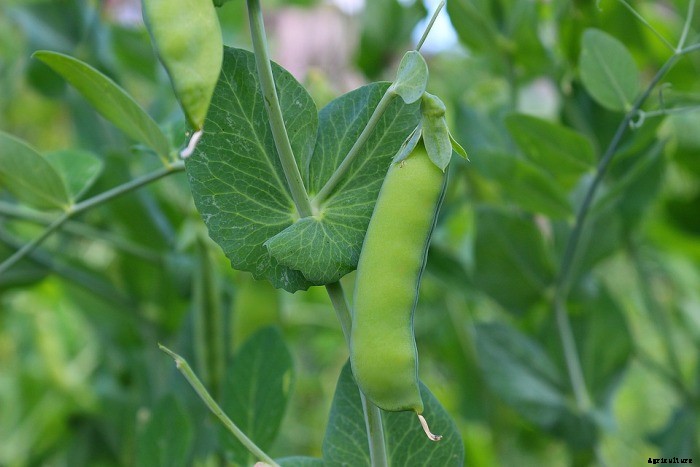 Growing Green Peas In Containers (Matar) Information