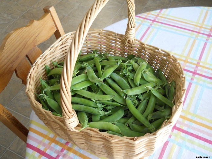 Growing Green Peas In Containers (Matar) Information
