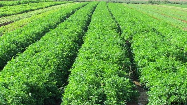 Crop Plants Information For Beginners