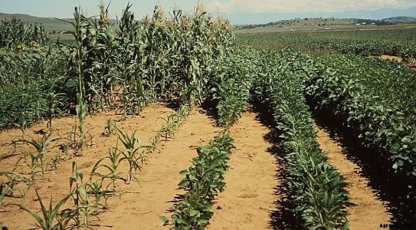 Crop Plants Information For Beginners