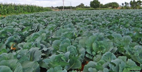 Crop Plants Information For Beginners