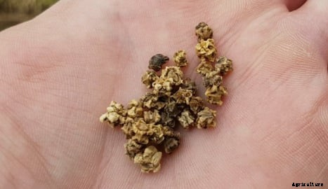 Growing Beetroot In Containers Information