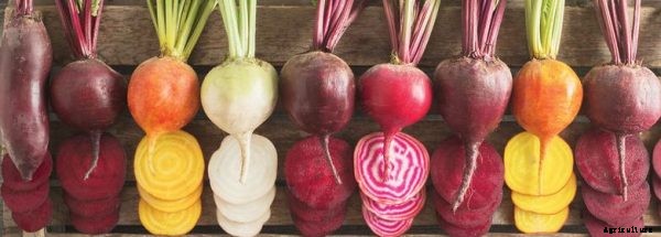 Growing Beetroot In Containers Information