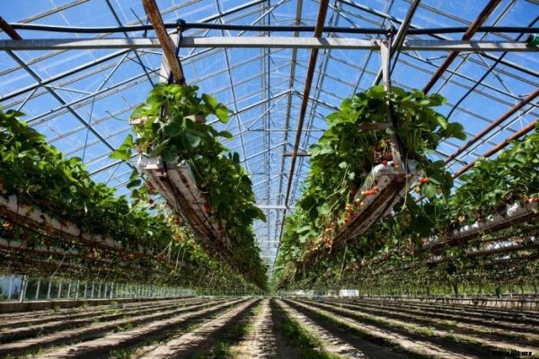 How To Grow Hydroponic Strawberries
