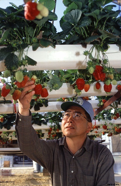 How To Grow Hydroponic Strawberries