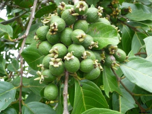 High Density Guava Plantation and Cultivation