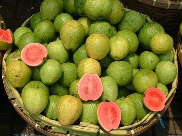 High Density Guava Plantation and Cultivation