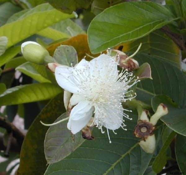 High Density Guava Plantation and Cultivation