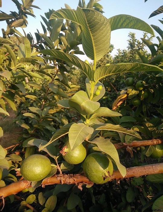 High Density Guava Plantation and Cultivation