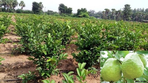 High Density Guava Plantation and Cultivation
