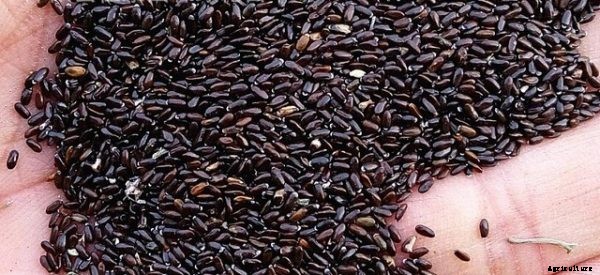 Lavender Cultivation Practices In India