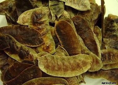 Senna Plant Cultivation Practices Information