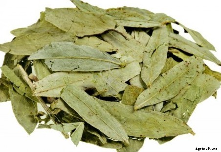 Senna Plant Cultivation Practices Information