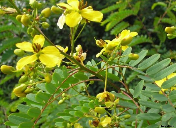 Senna Plant Cultivation Practices Information