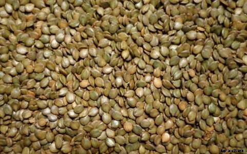 Senna Plant Cultivation Practices Information