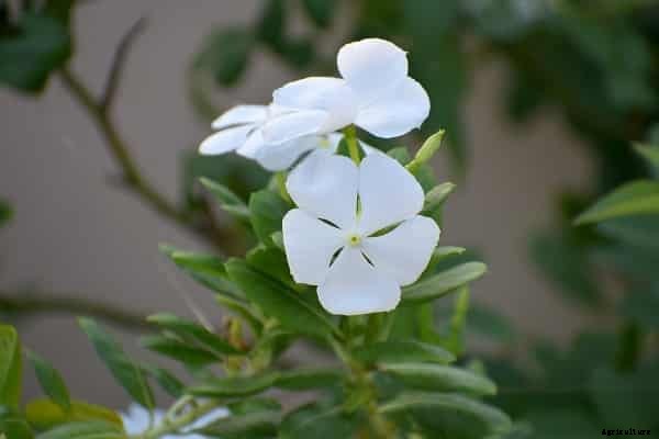 Periwinkle Plant Cultivation (Sadaphuli)