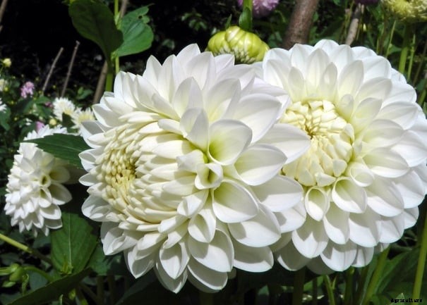 Growing Dahlias Information For Beginners