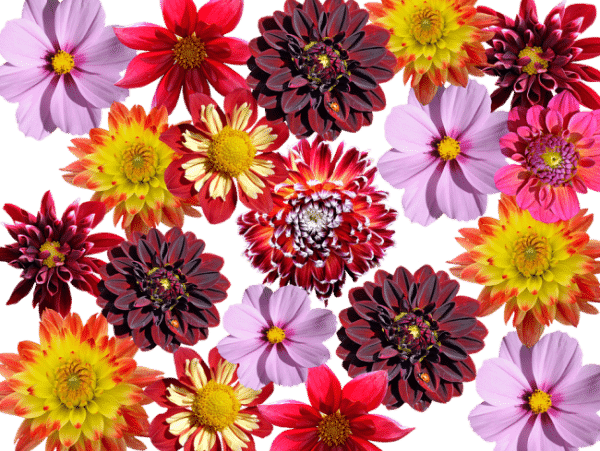 Growing Dahlias Information For Beginners