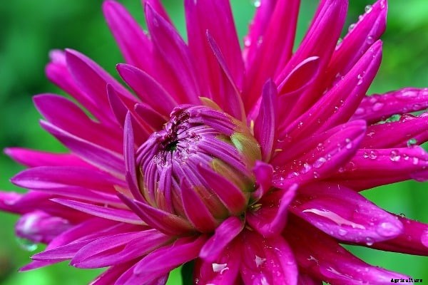 Growing Dahlias Information For Beginners