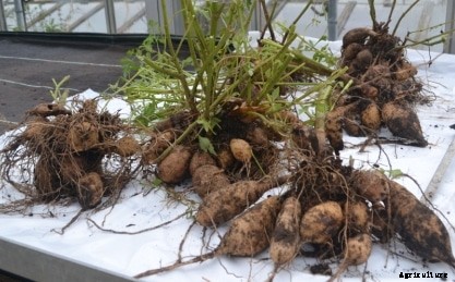 Growing Dahlias Information For Beginners