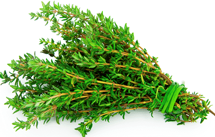Growing Thyme Herb – A Beginners Guide
