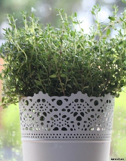 Growing Thyme Herb – A Beginners Guide
