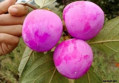 Growing Persimmons Information Guide